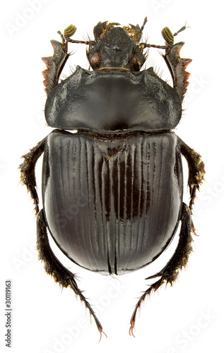 Typhaeus typhoeus