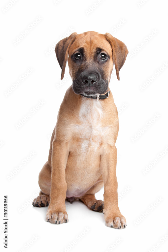 mixed breed puppy. mix from a boxer and a labrador
