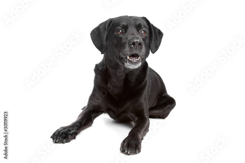 mixed breed black dog © Erik Lam