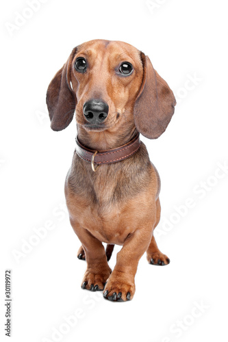 Dachshund  Teckel  short haired 