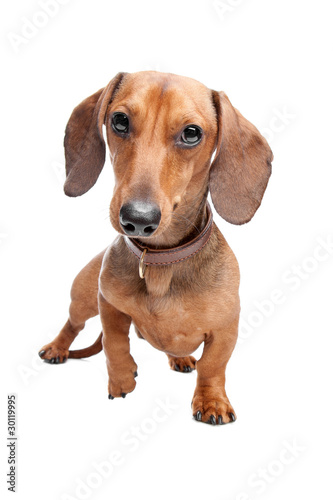 Dachshund, Teckel (short haired)