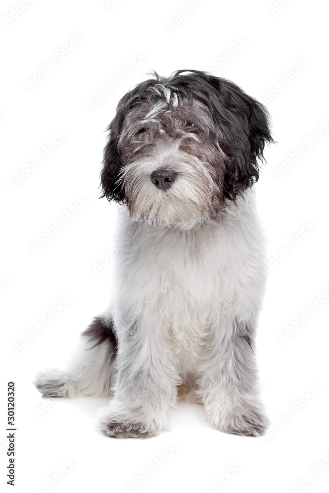 Schapendoes , Dutch Sheepdog