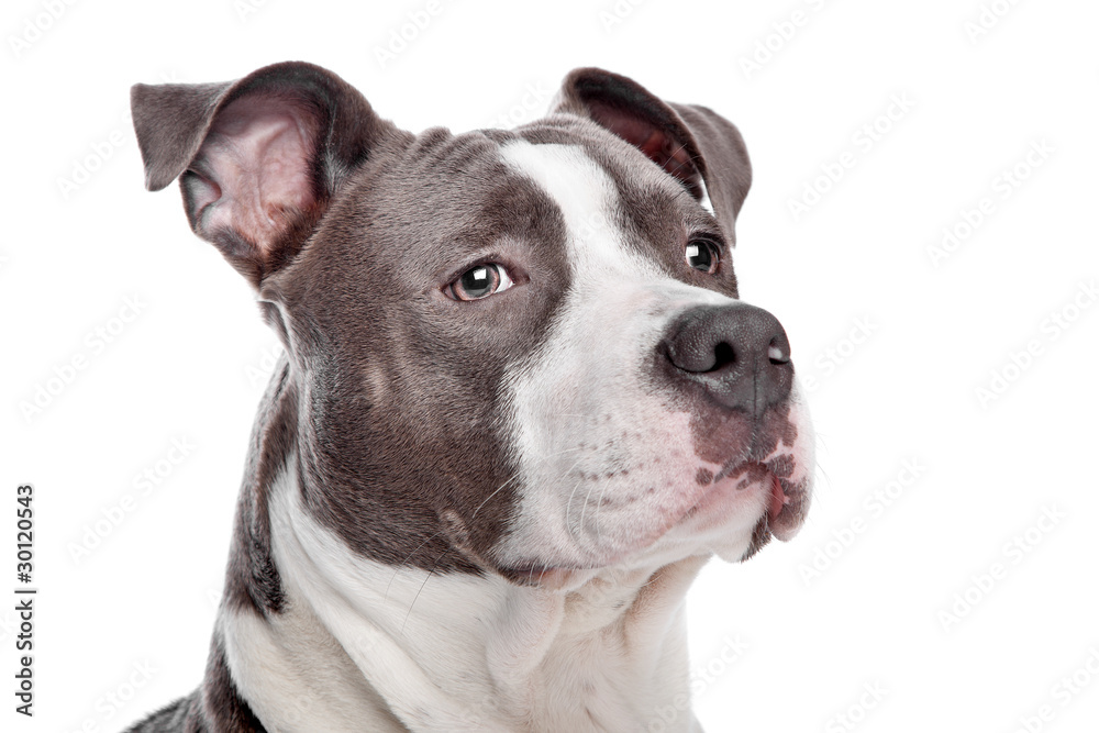 American Staffordshire Terrier puppy