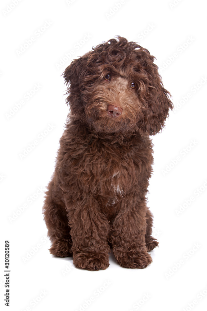 Labradoodle puppy