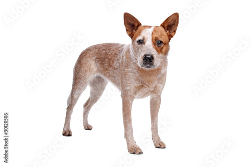 Australian Cattle Dog (red coat)