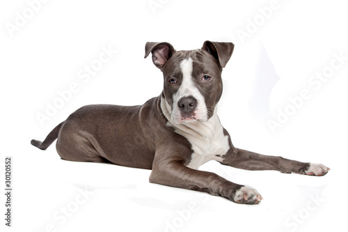 Slika na platnu American Staffordshire Terrier puppy