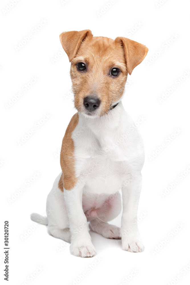 Jack Russel Terrier isolated on a white background Jack Russel Terrier isolated on a white background