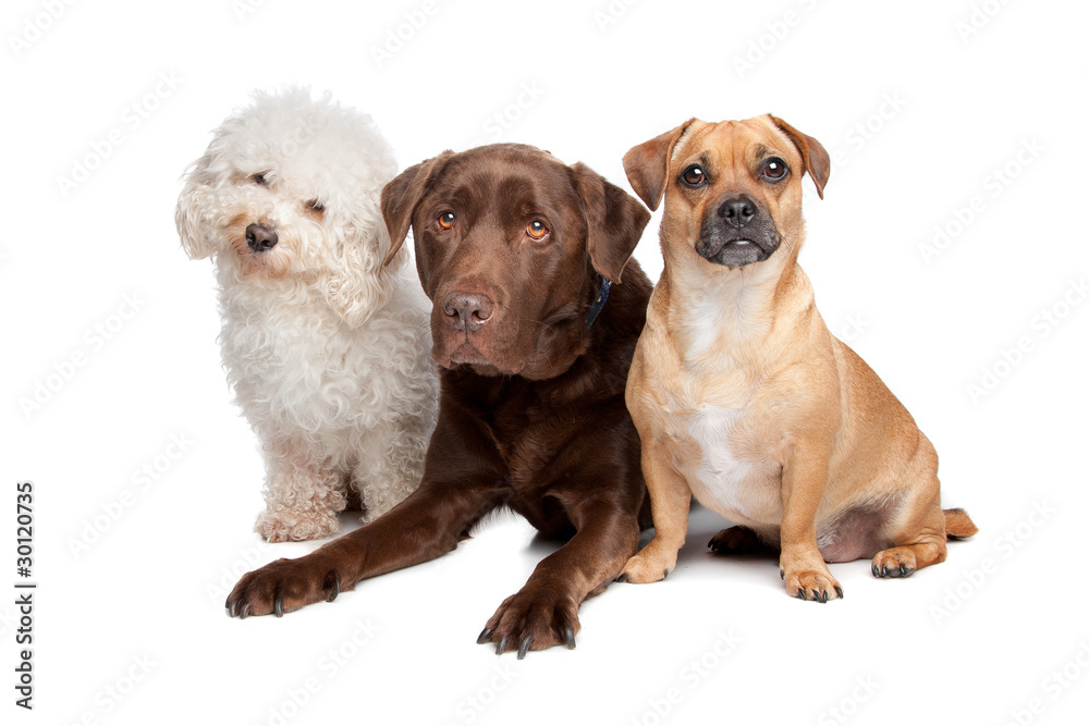 maltese, chocolate labrador and a mixed breed maltese, chocolate labrador and a mixed breed