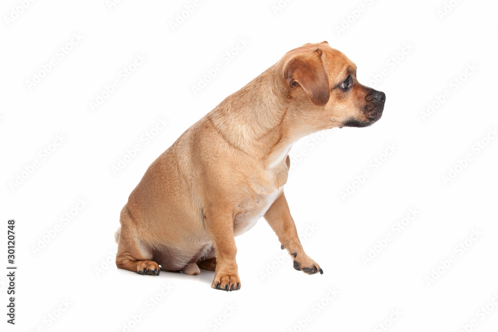mixed breed dog, Jack Russel Terrier, pug mixed breed dog, Jack Russel Terrier, pug