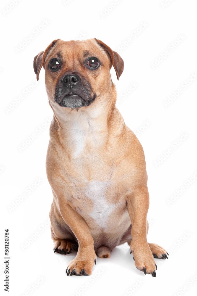 mixed breed dog, Jack Russel Terrier, pug