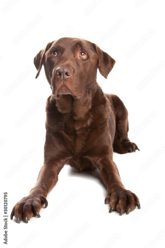 chocolate Labrador Retriever