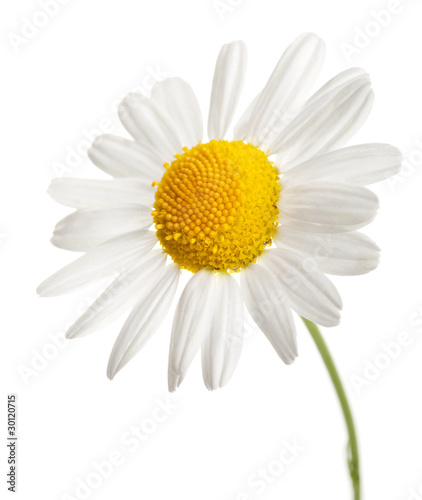chamomile flower isolated