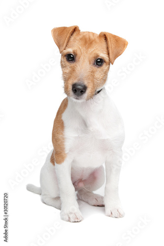 Jack Russel Terrier isolated on a white background © Erik Lam