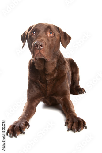 chocolate Labrador Retriever