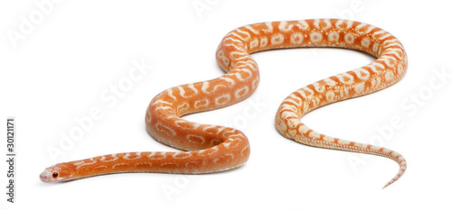 Scaleless Corn Snake, Pantherophis Guttatus photo