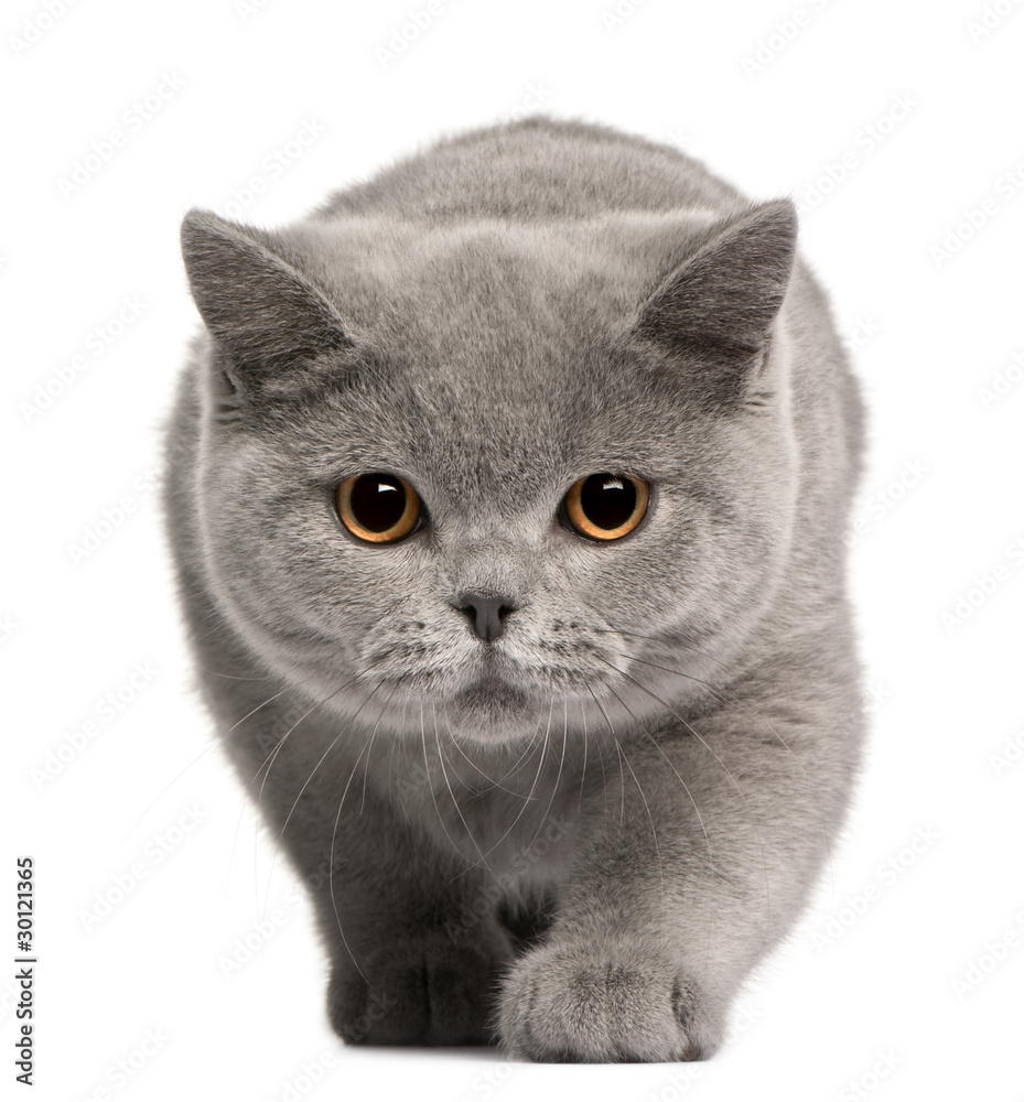 Royal Canin British Shorthair Kitten 2kg – Dubai Animal