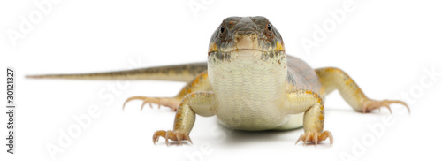 Round Island skink or Telfair's skink, Leiolopisma telfairii photo