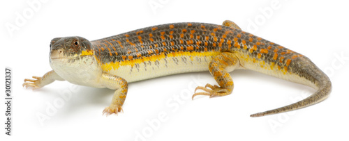 Round Island skink or Telfair's skink, Leiolopisma telfairii photo