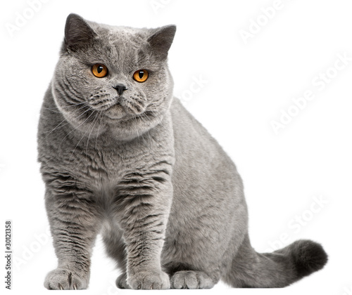 British Shorthair cat, 2 years old © Eric Isselée