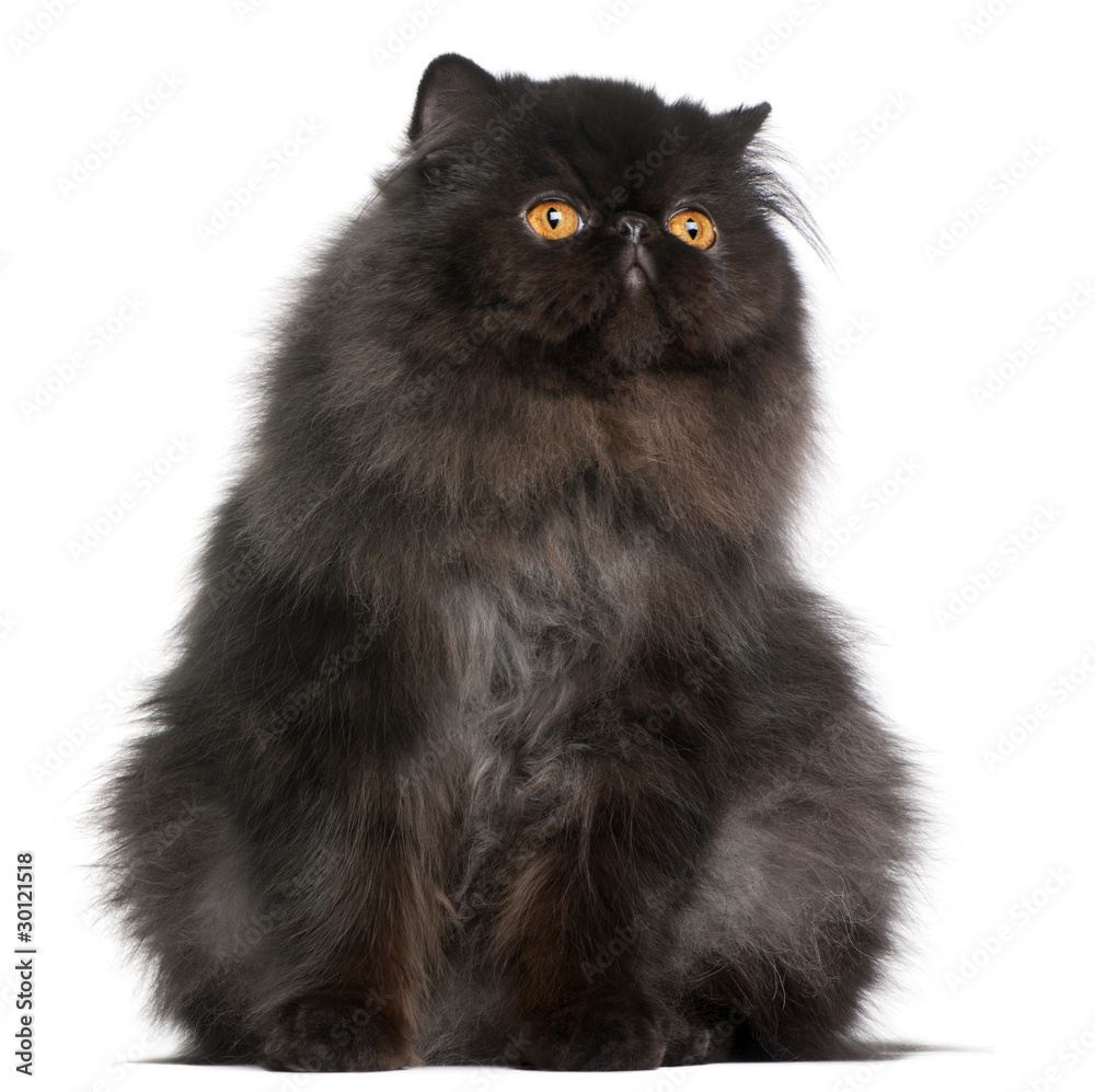 Persian cat, 9 months old, in front of white background