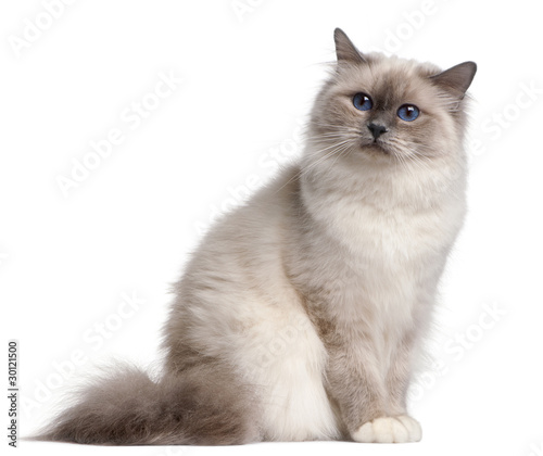 Birman cat, 9 months old, in front of white background