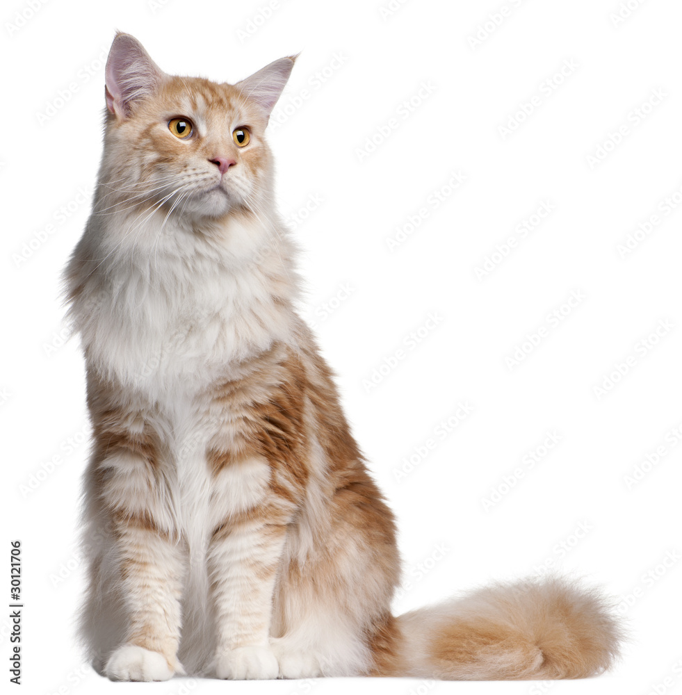 Maine Coon cat, 14 months old, in front of white background