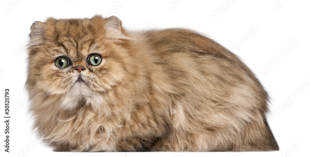 Persian kitten, 9 months old, in front of white background