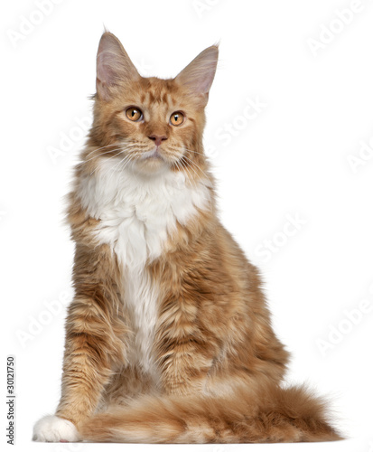 Maine Coon kitten, 7 months old, in front of white background