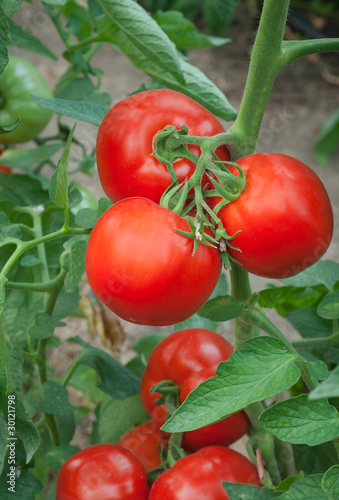 ripe tomatoes in the greenhouse