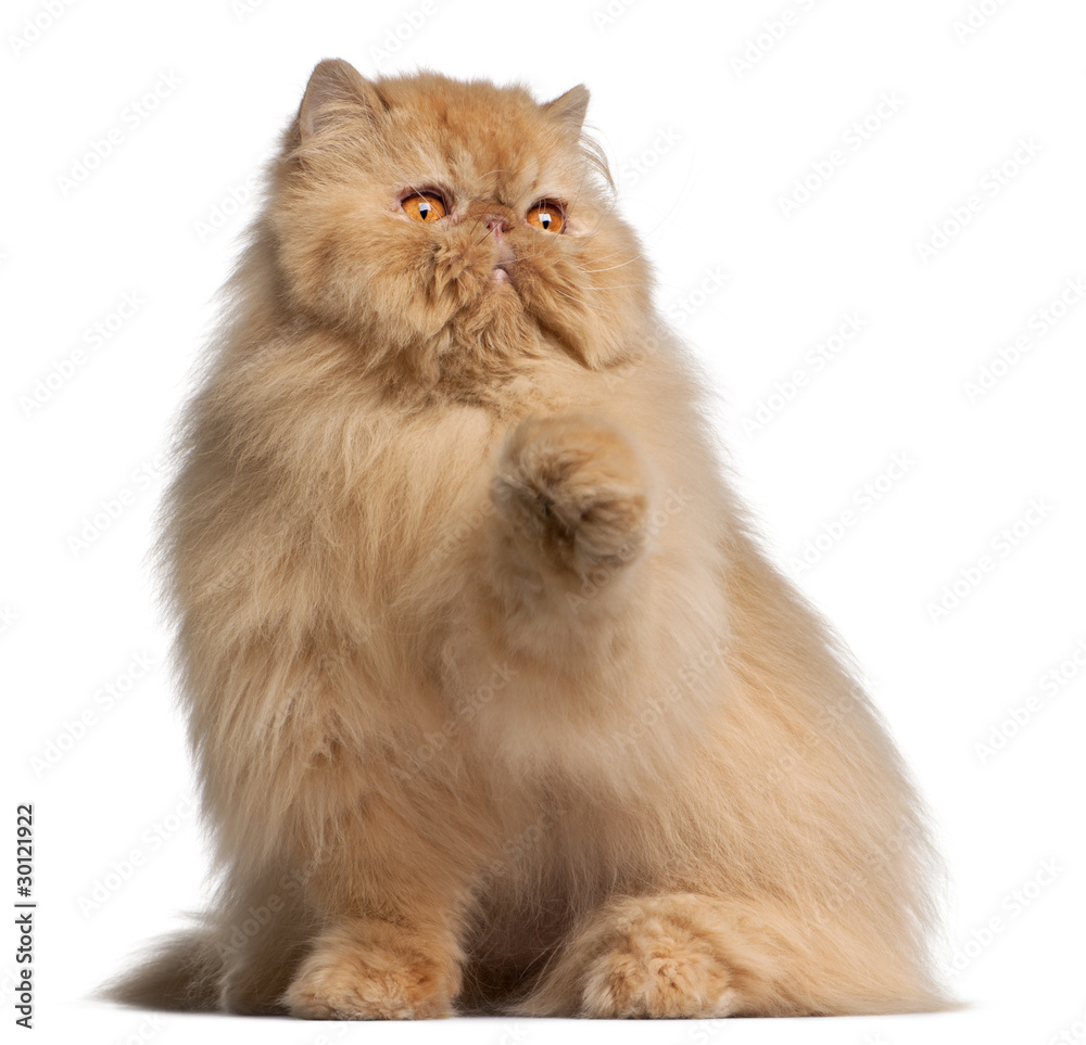 Persian cat, 3 years old, in front of white background