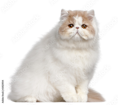 Persian cat, 18 months old, in front of white background