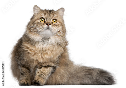British Longhair cat, 1 year old, in front of white background