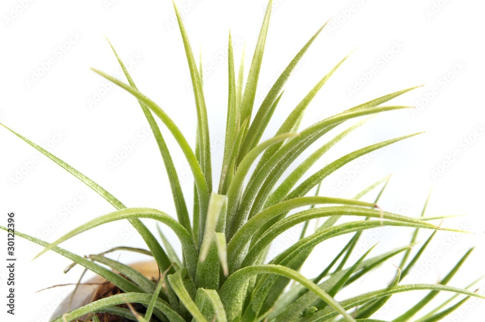 Obraz premium Tillandsias: 