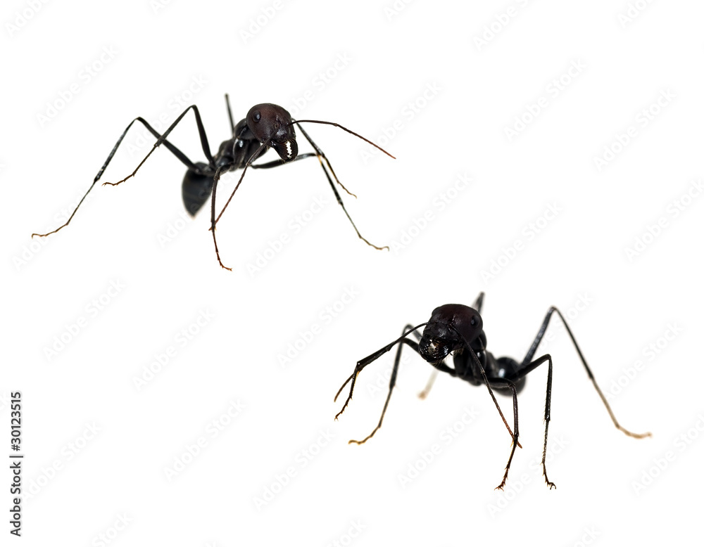Ants isolated on white background Ants isolated on white background