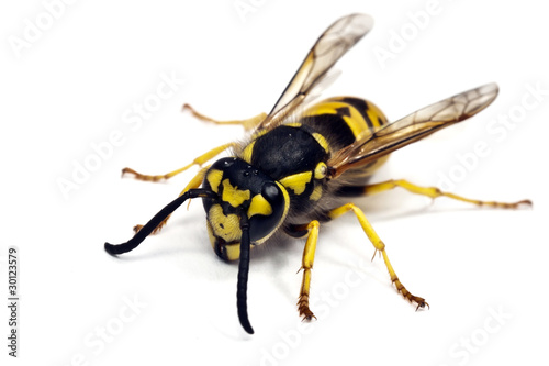 Live wasp isolated on white background