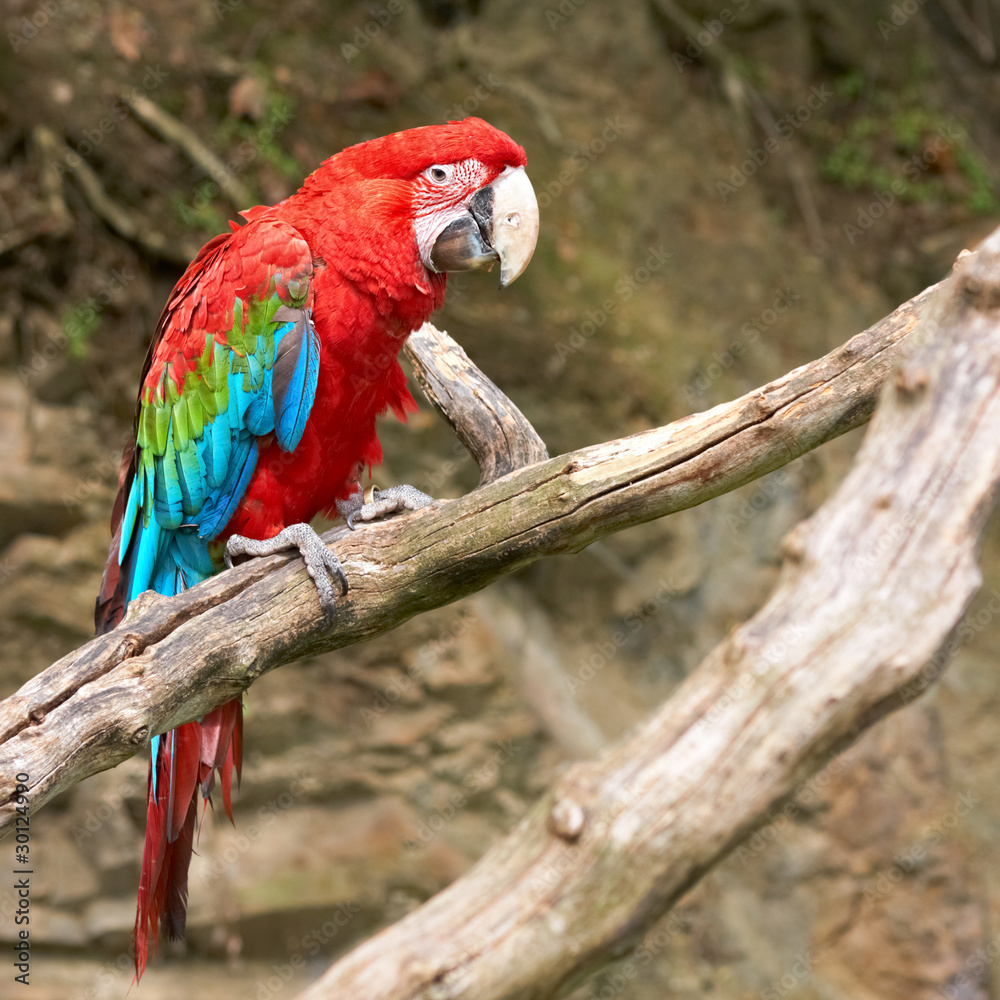 macaw on the branch macaw on the branch