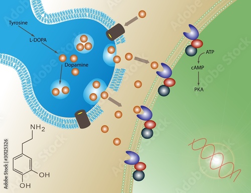 Dopamine