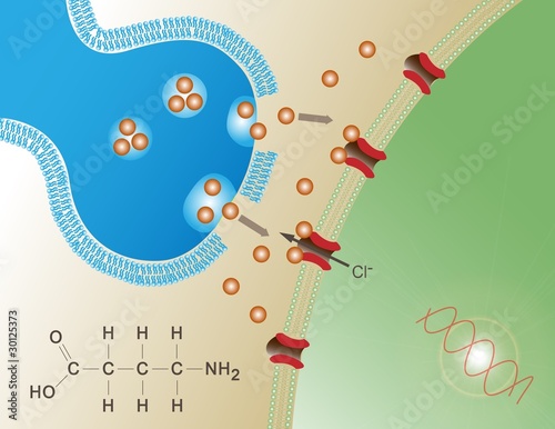 GABA neurotransmitter