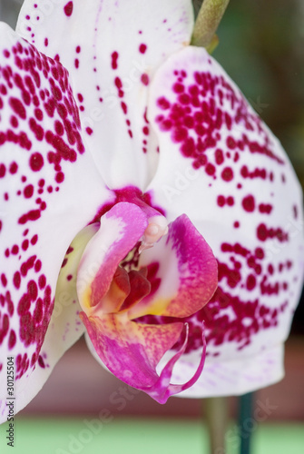orchid closeup