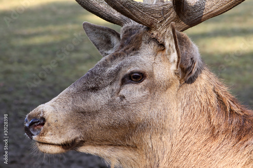 Fototapeta Naklejka Na Ścianę i Meble -  Rothirsch - Cervus elaphus