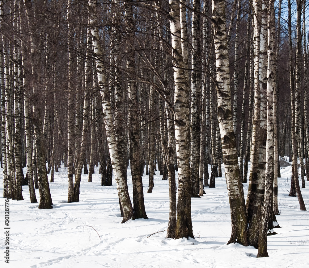 Birch in snow Birch in snow