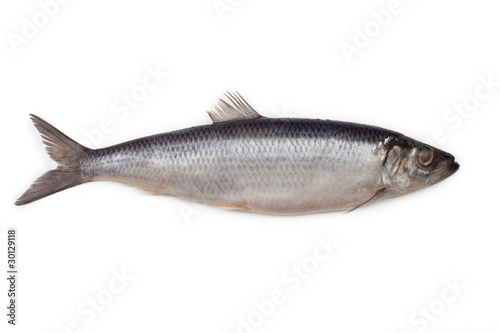 Salted herring fish isolated on white background