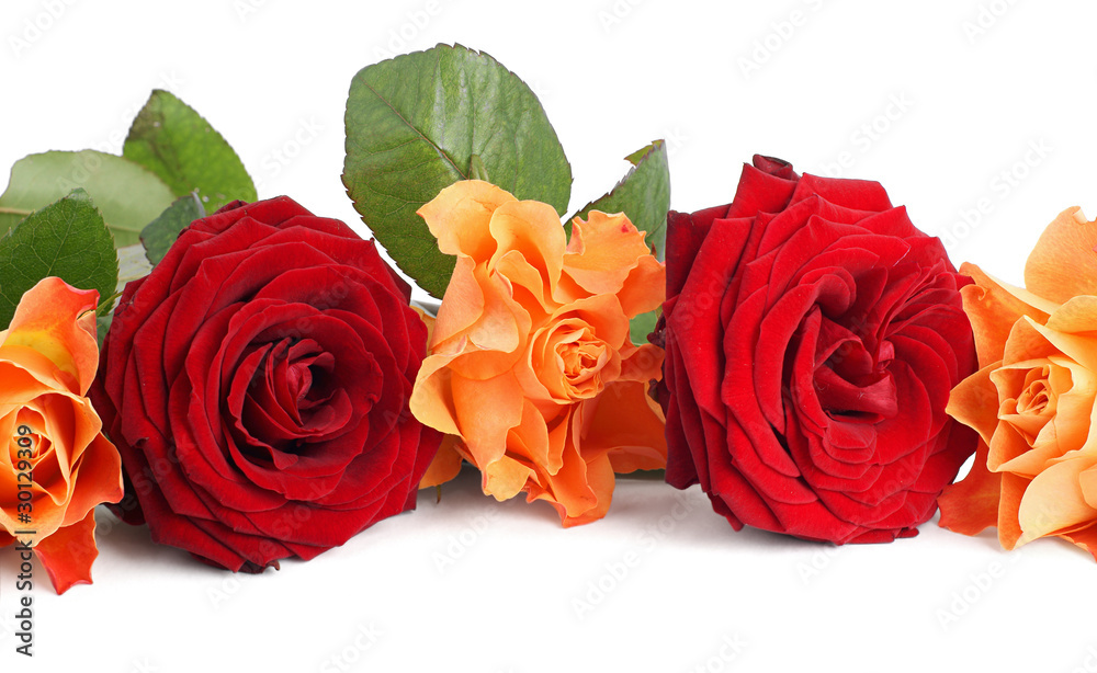 Naklejka premium Roses
