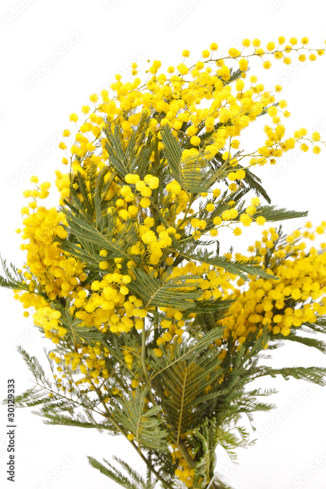 Obraz premium branch of a mimosa on a white background