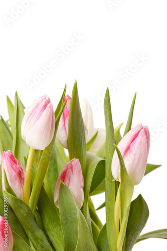 beautiful tulips