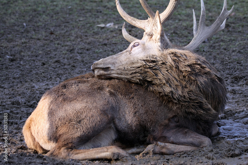 Fototapeta Naklejka Na Ścianę i Meble -  Rothirsch - Cervus elaphus