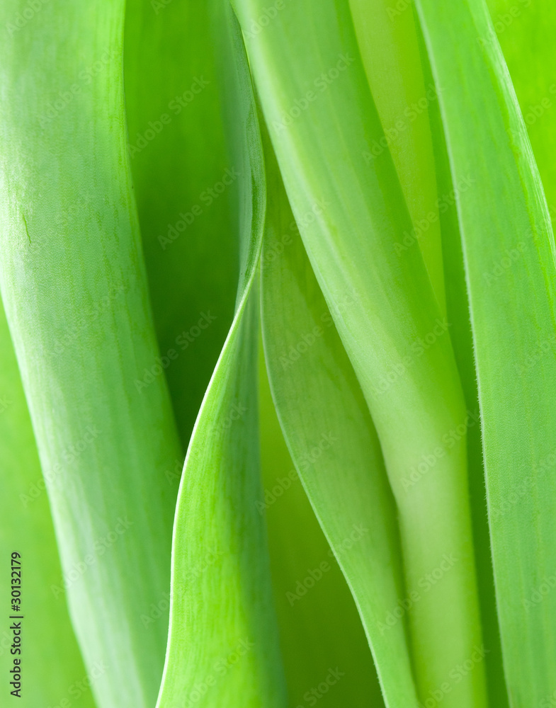 Tulip Tulip