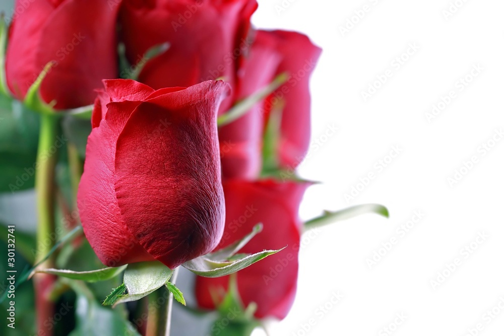 Fototapeta premium Red roses