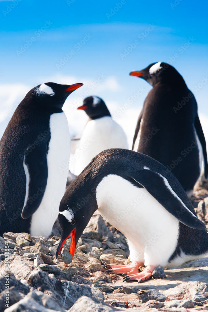 Obraz premium penguins in Antarctica