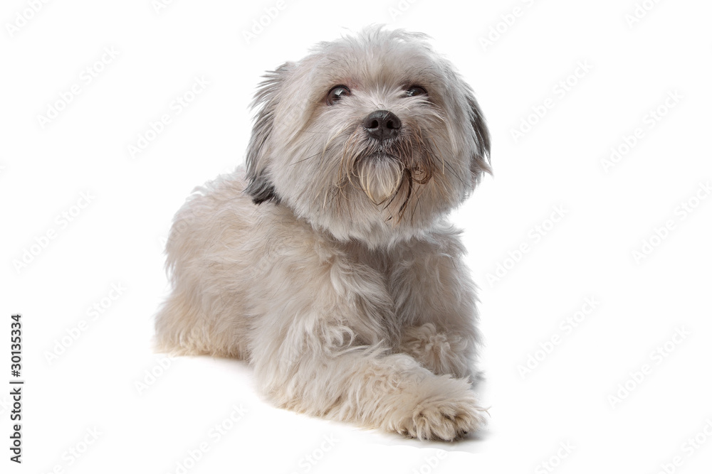 Maltese mix dog Maltese mix dog